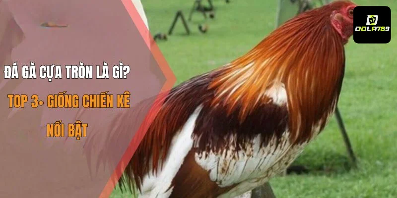 Đá Gà Cựa Tròn Là Gì? Top 3+ Giống Chiến Kê Nổi Bật