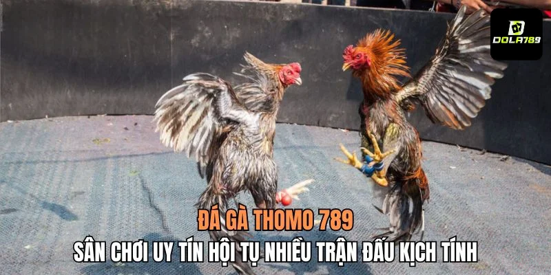 Đá gà Thomo 789
