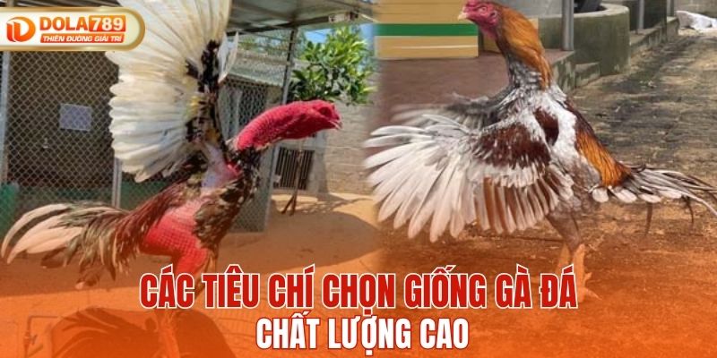 Các tiêu chí chọn giống gà đá chất lượng cao
