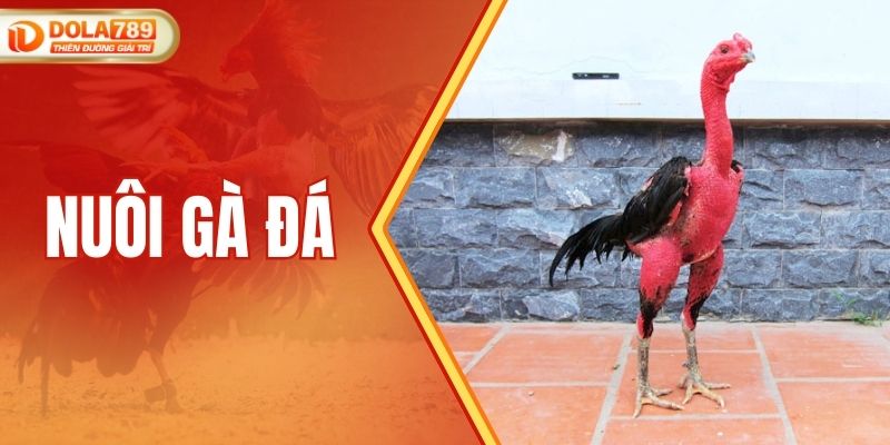 Nuôi Gà Đá - Bí Quyết Chăm Sóc Và Chọn Giống Hiệu Quả